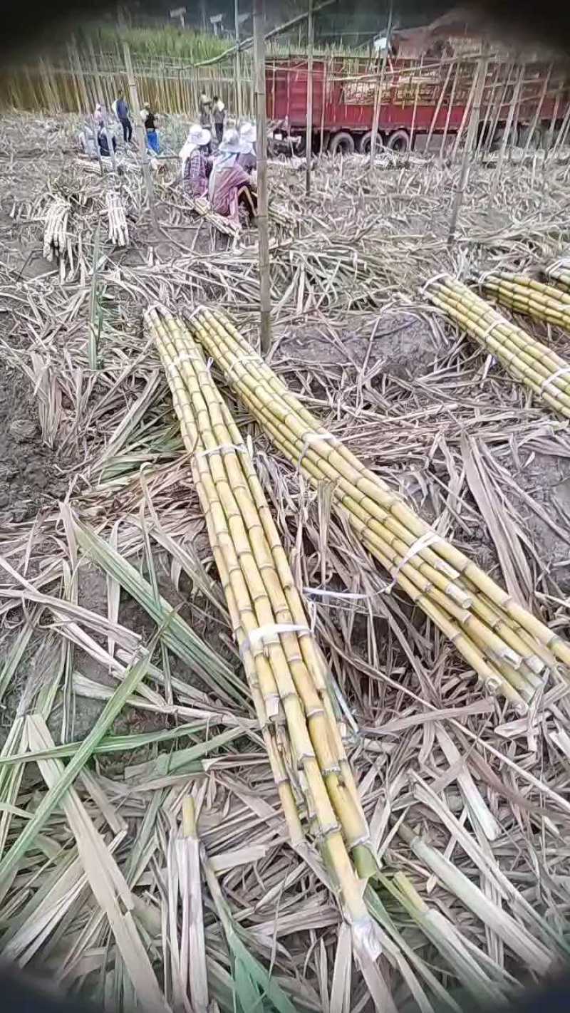 云南黄金甘蔗大量上市/产地直发/诚信经营/量大从优