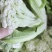 江苏徐州沛县菜花