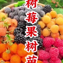 双季树莓覆盆子树苗树莓苗黄树莓苗南北方四季种植果树苗基地