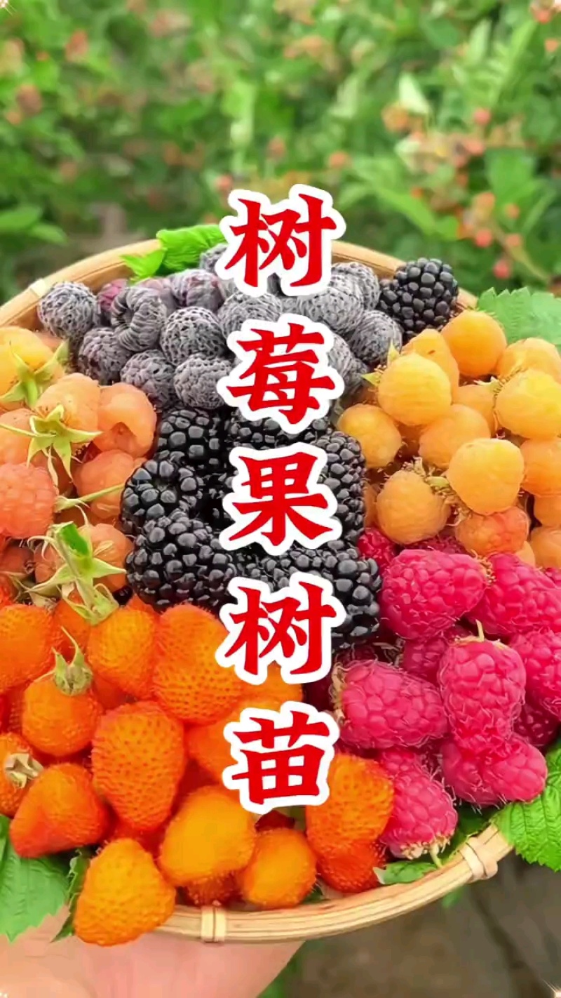 双季树莓覆盆子树苗树莓苗黄树莓苗南北方四季种植果树苗基地