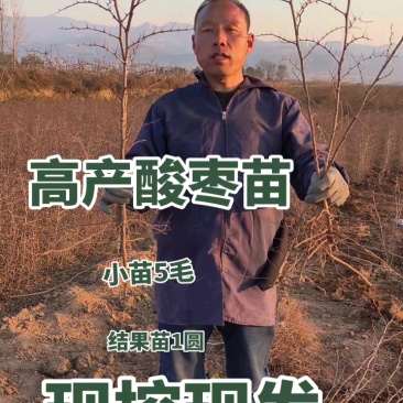 晋酸3号高产药用双仁酸枣苗野生山枣苗南北方种植盆地栽当年
