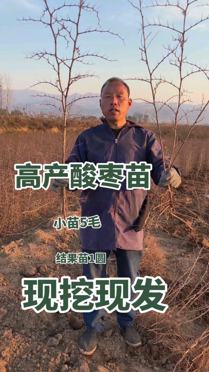 晋酸3号高产药用双仁酸枣苗野生山枣苗南北方种植盆地栽当年