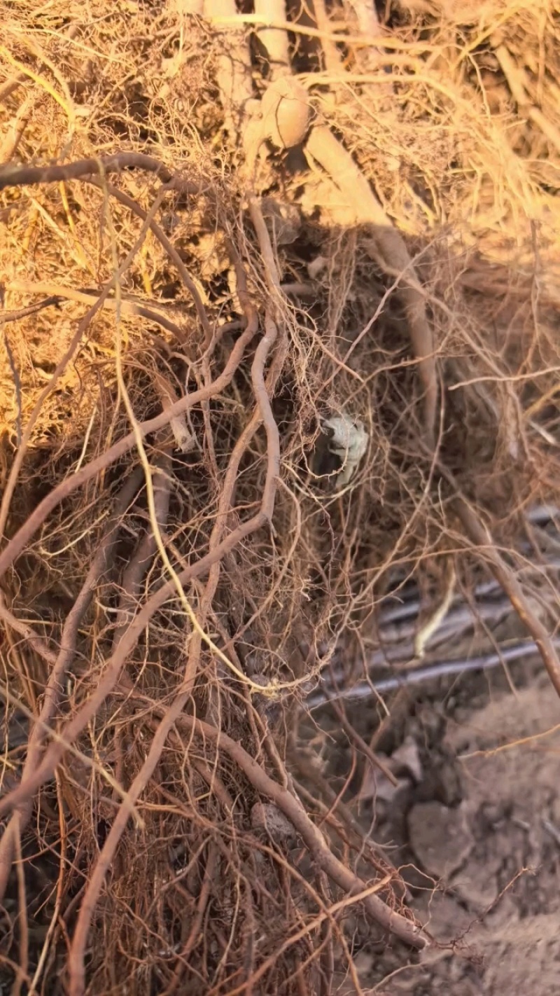 乐琪苹果树苹果苗基地直供包存活死苗补发欢迎来电