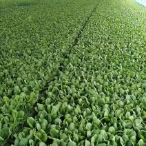 油菜/上海青/大量现货供应/规格齐全/品质保证/欢迎电联