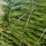山东螺丝椒产区，暖棚头茬大量上市，货量充足精品市场电商