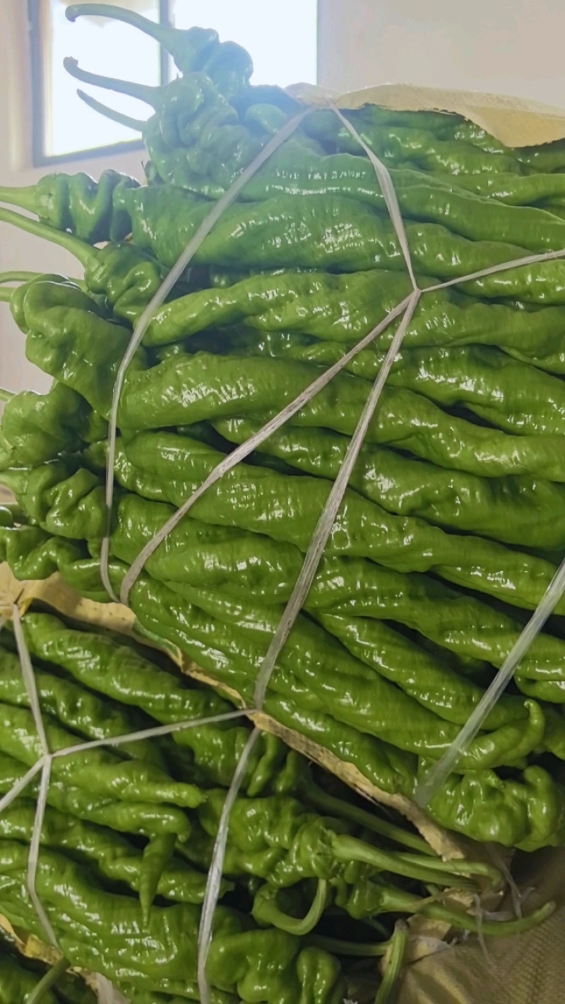 山东螺丝椒产区，暖棚头茬大量上市，货量充足精品市场电商