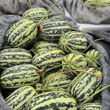 山东莘县甜瓜货量充足，价格稳定