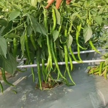 精品线椒，货源充足，产地直发，诚信经营，欢迎来电咨询