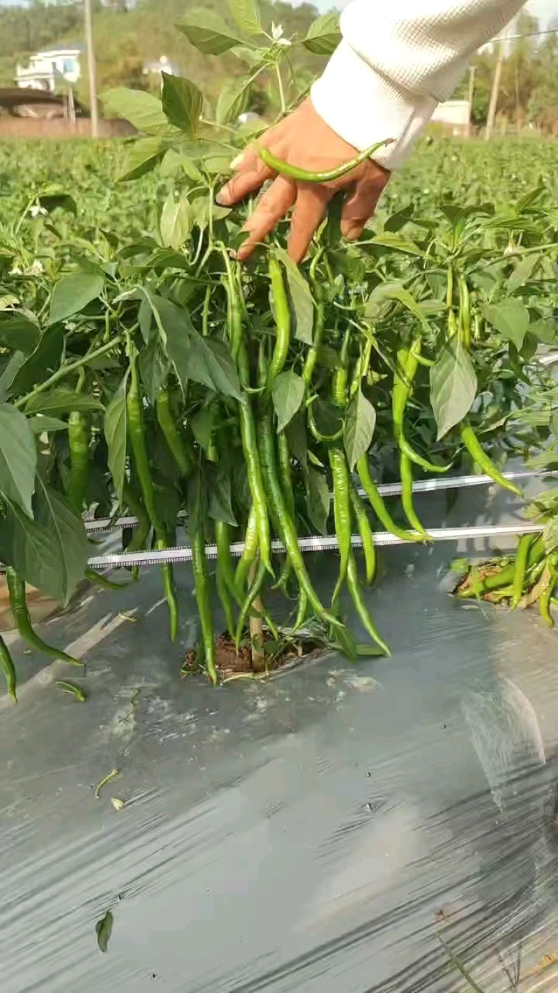 精品线椒，货源充足，产地直发，诚信经营，欢迎来电咨询