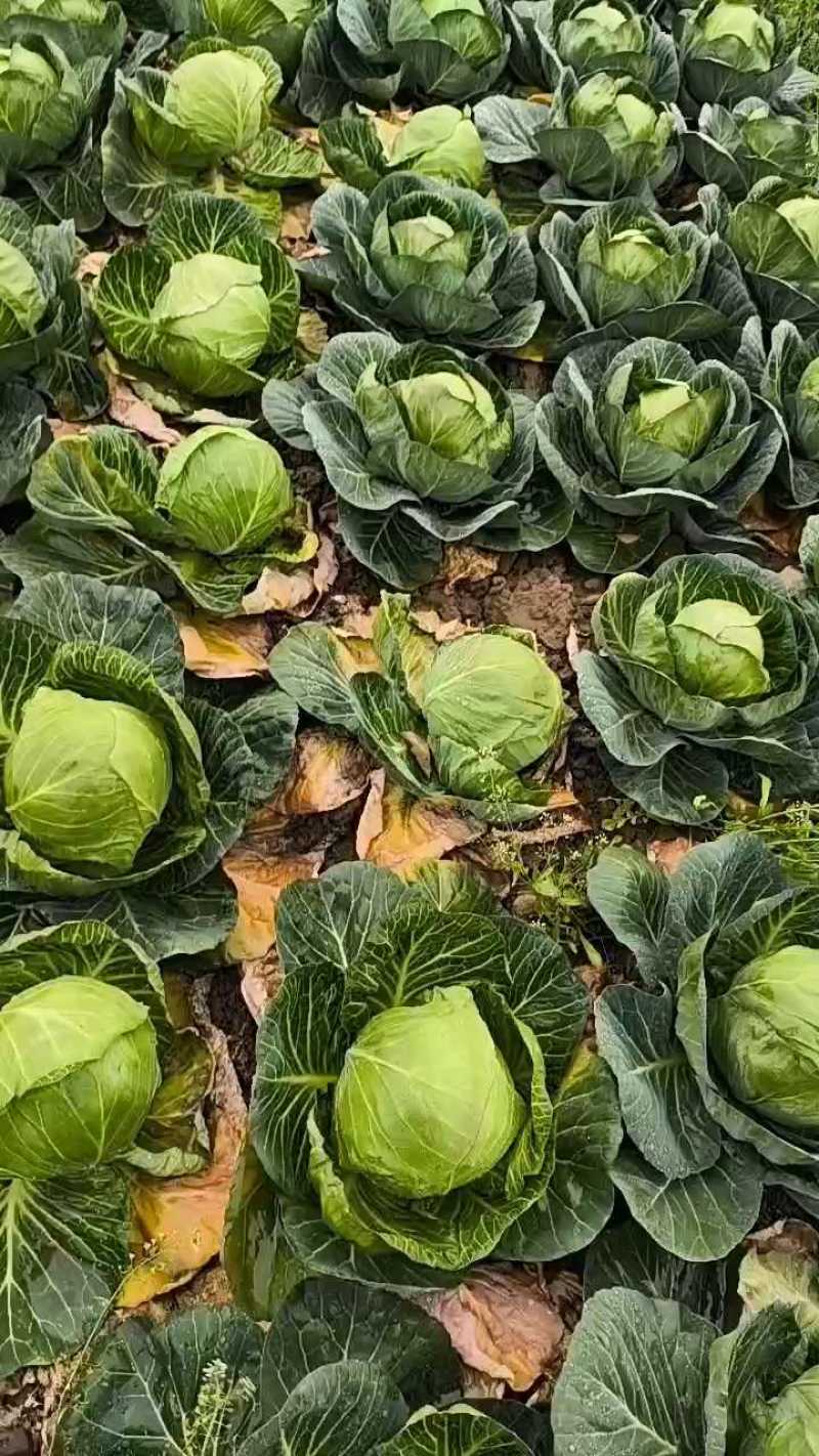 湖北斯特丹甘蓝楚禾甘蓝牛心甘蓝基地直供适合各种包装