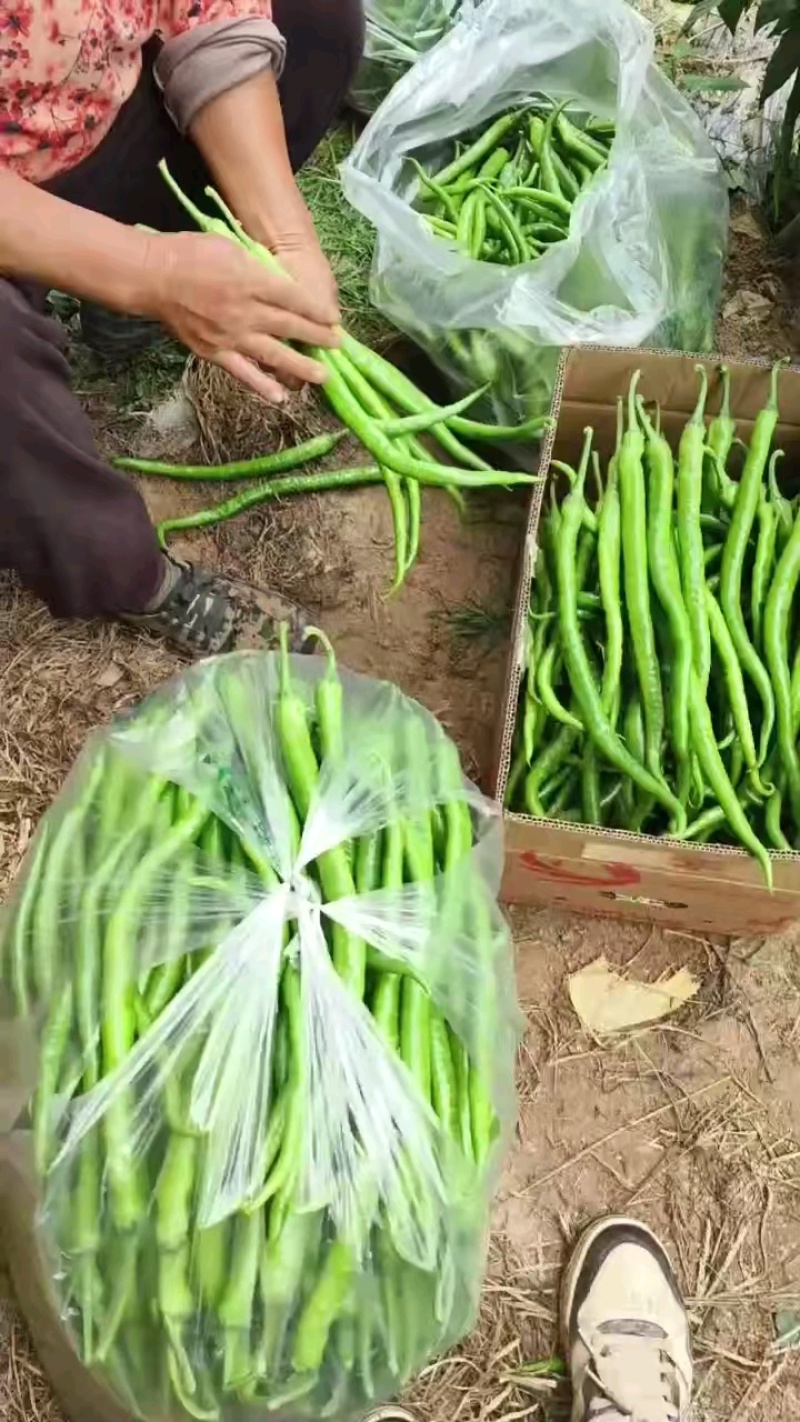 江苏线椒精品筛选现摘质量好，价格优惠，量大从优欢迎采购