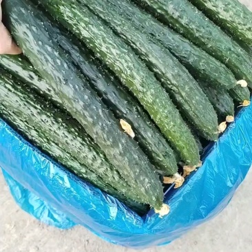 看看俺这边的黄瓜，新鲜好货