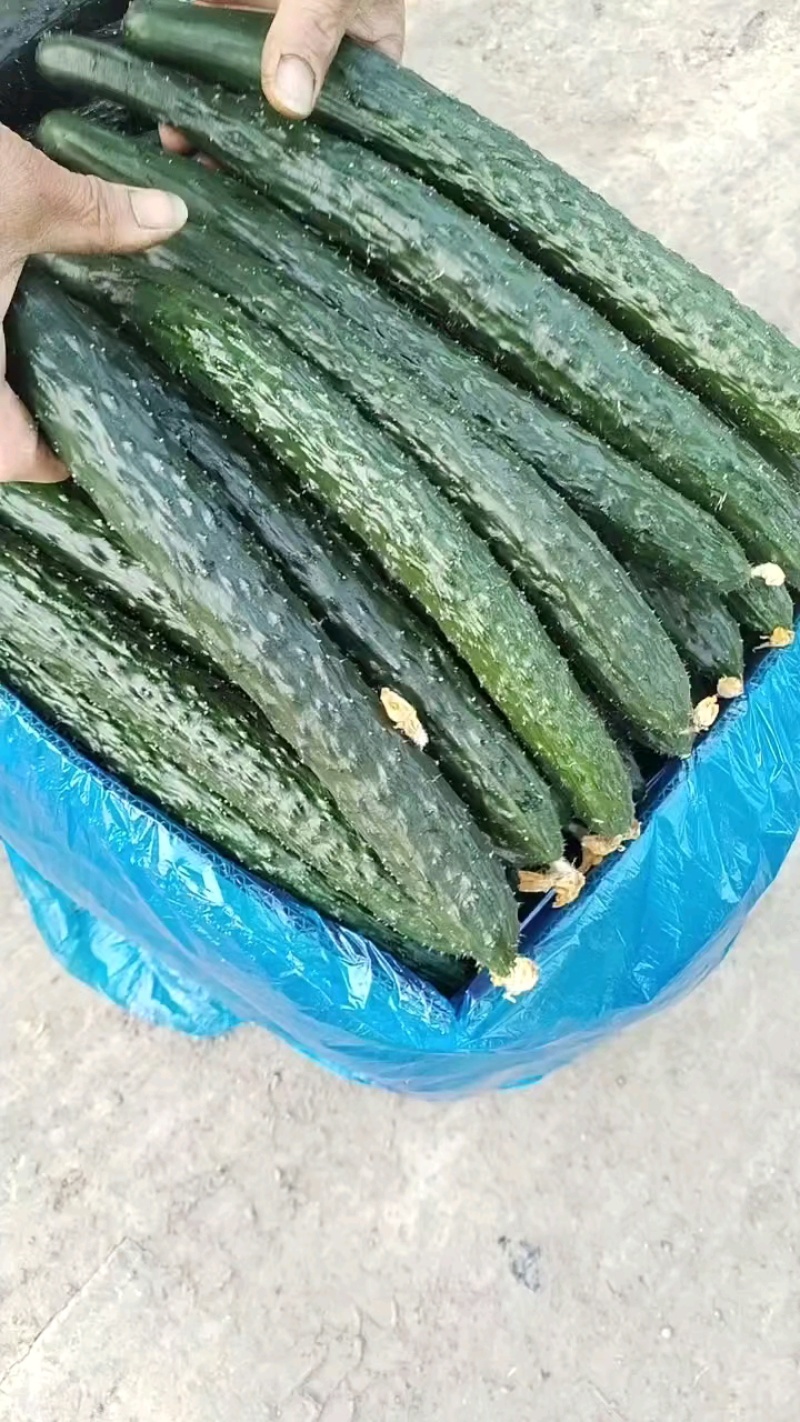 看看俺这边的黄瓜，新鲜好货