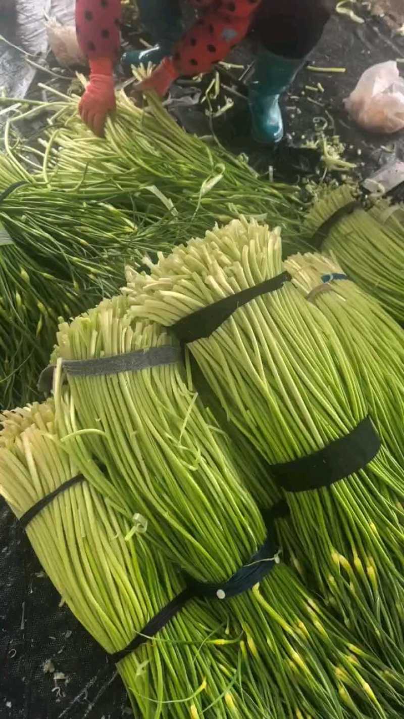 [白帽蒜苔]蒜苔各种规格对接商超市场电商欢迎来电