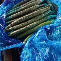 顶花带刺黄瓜大量上货，价格优惠！