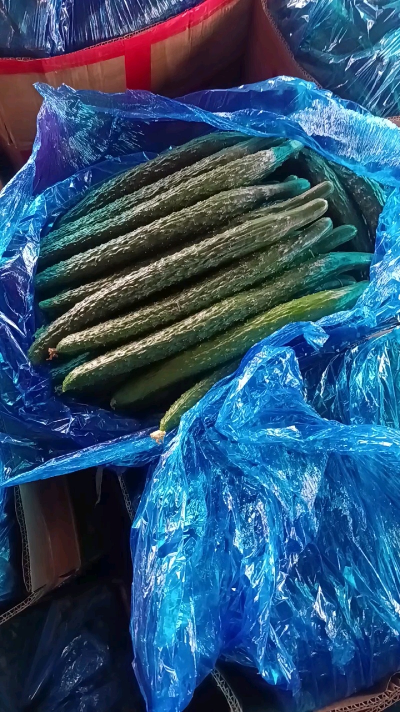 顶花带刺黄瓜大量上货，价格优惠！