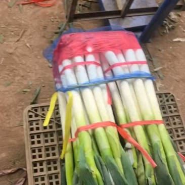 山东临沂平邑县铁杆大葱
