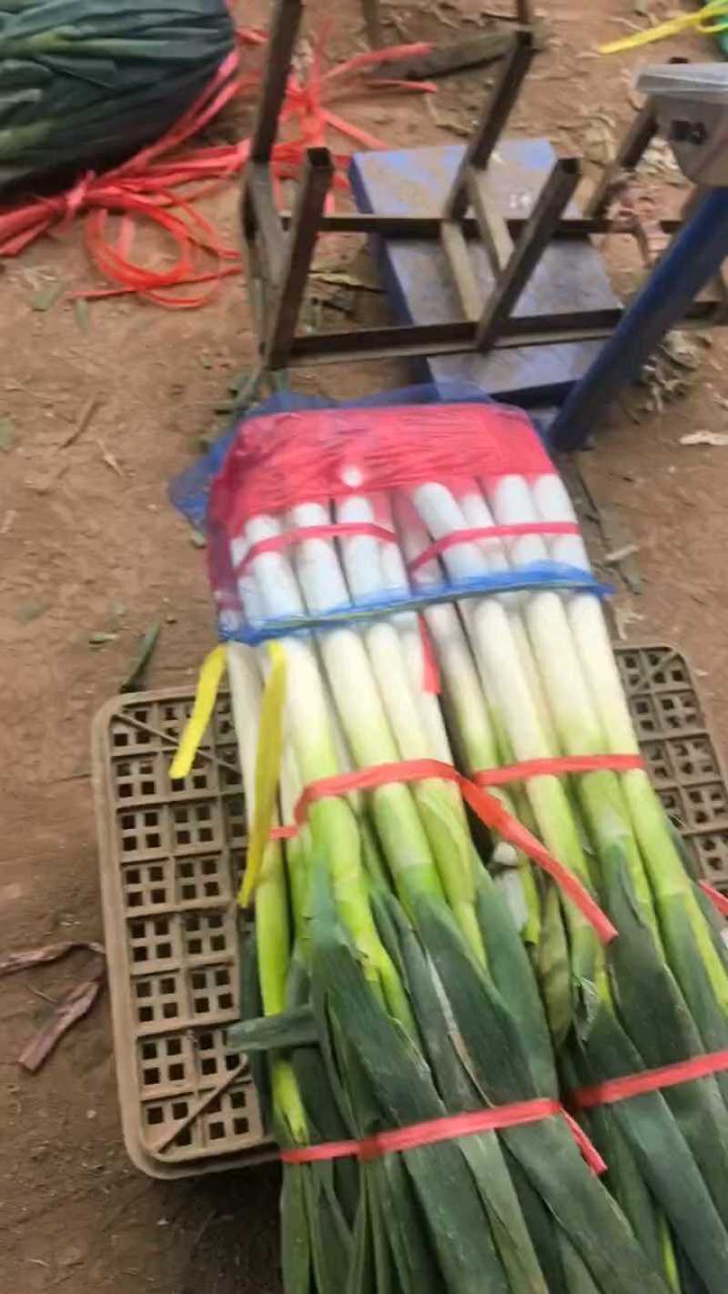 山东临沂平邑县铁杆大葱