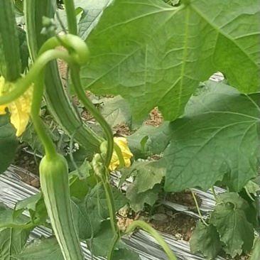 丝瓜鲜花好，瓜条长直，三两天到货