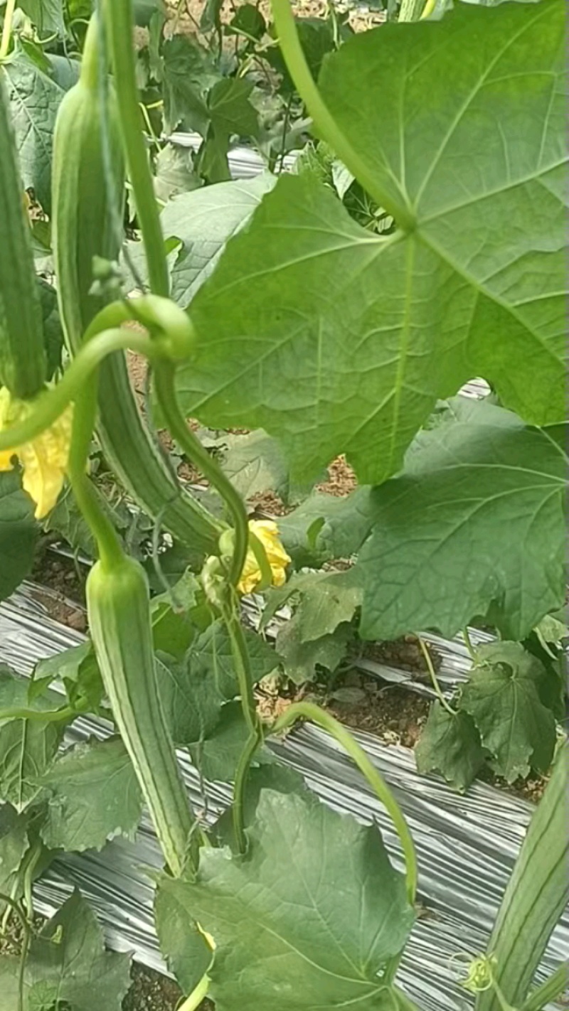丝瓜鲜花好，瓜条长直，三两天到货