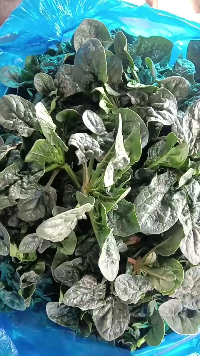 精品波菜～趴地菠菜！产地直发，量大从优！欢迎来电咨询！