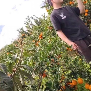 个头匀净，品质巴适得很