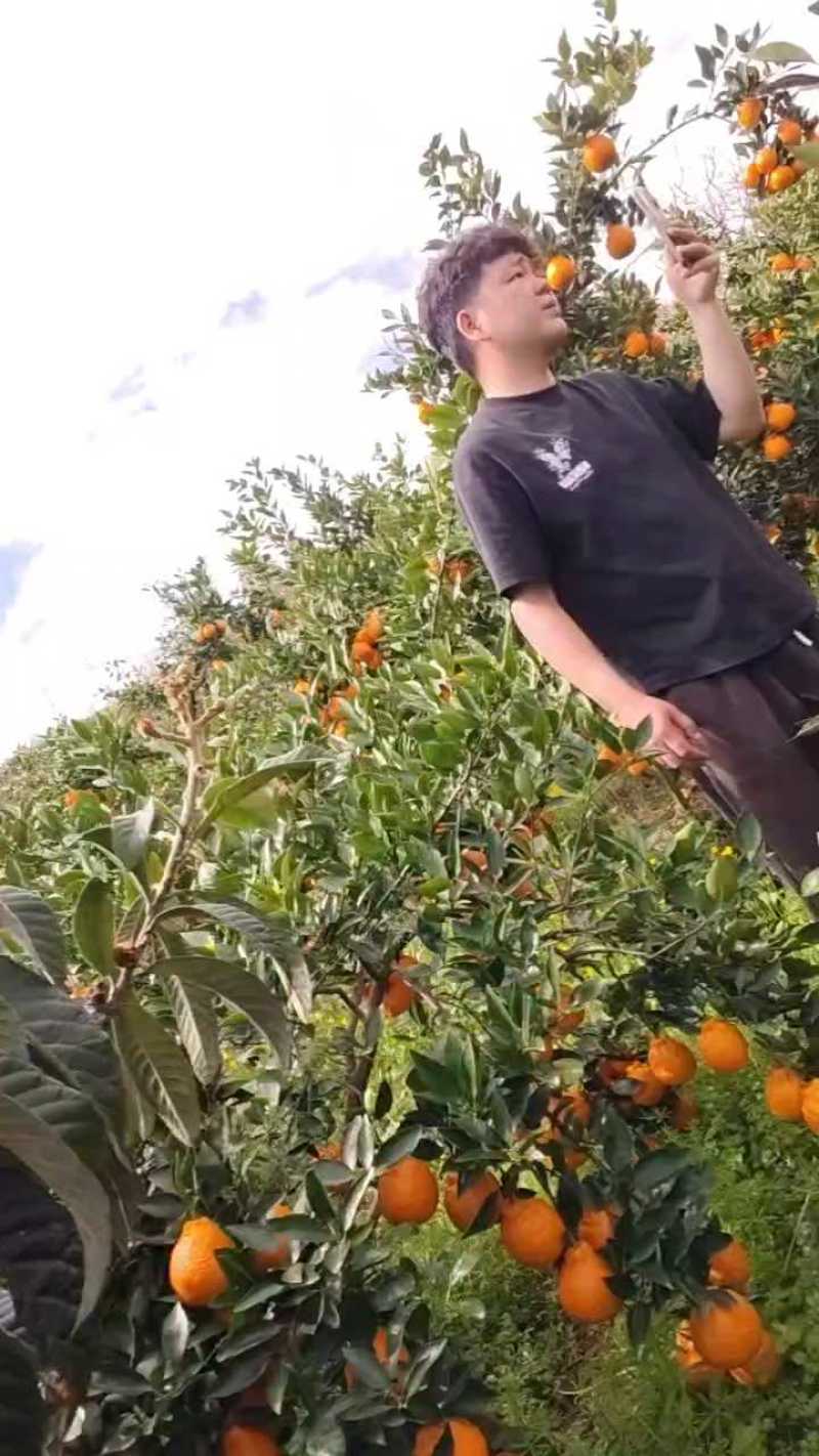 个头匀净，品质巴适得很