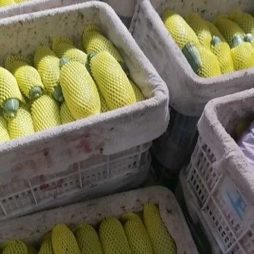 山东羊角蜜甜瓜一件代发产地直发质量保证对接全网电商