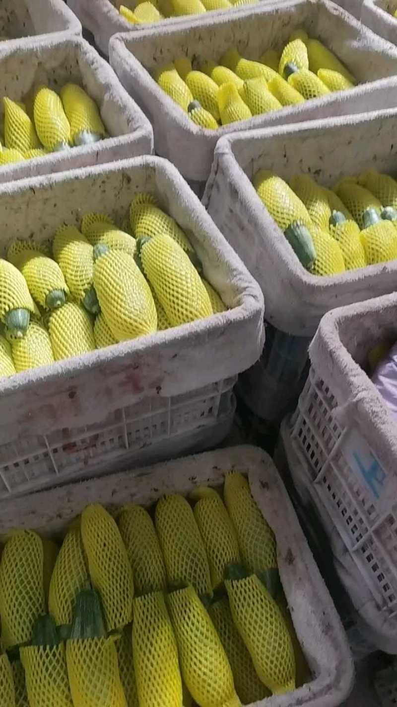 山东羊角蜜甜瓜一件代发产地直发质量保证对接全网电商