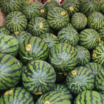 大量头茬甜王上市中！