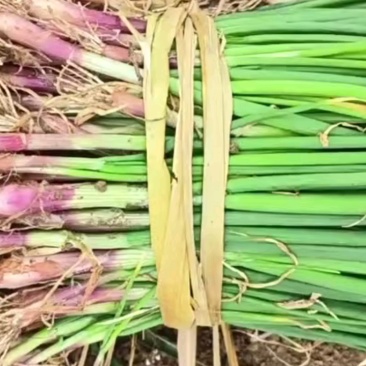 洋葱苗红皮黄皮紫皮，提供技术基地直供，签合同包回收