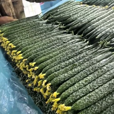 山东黄瓜精品油亮密刺黄瓜大量上市一手货源产地直发