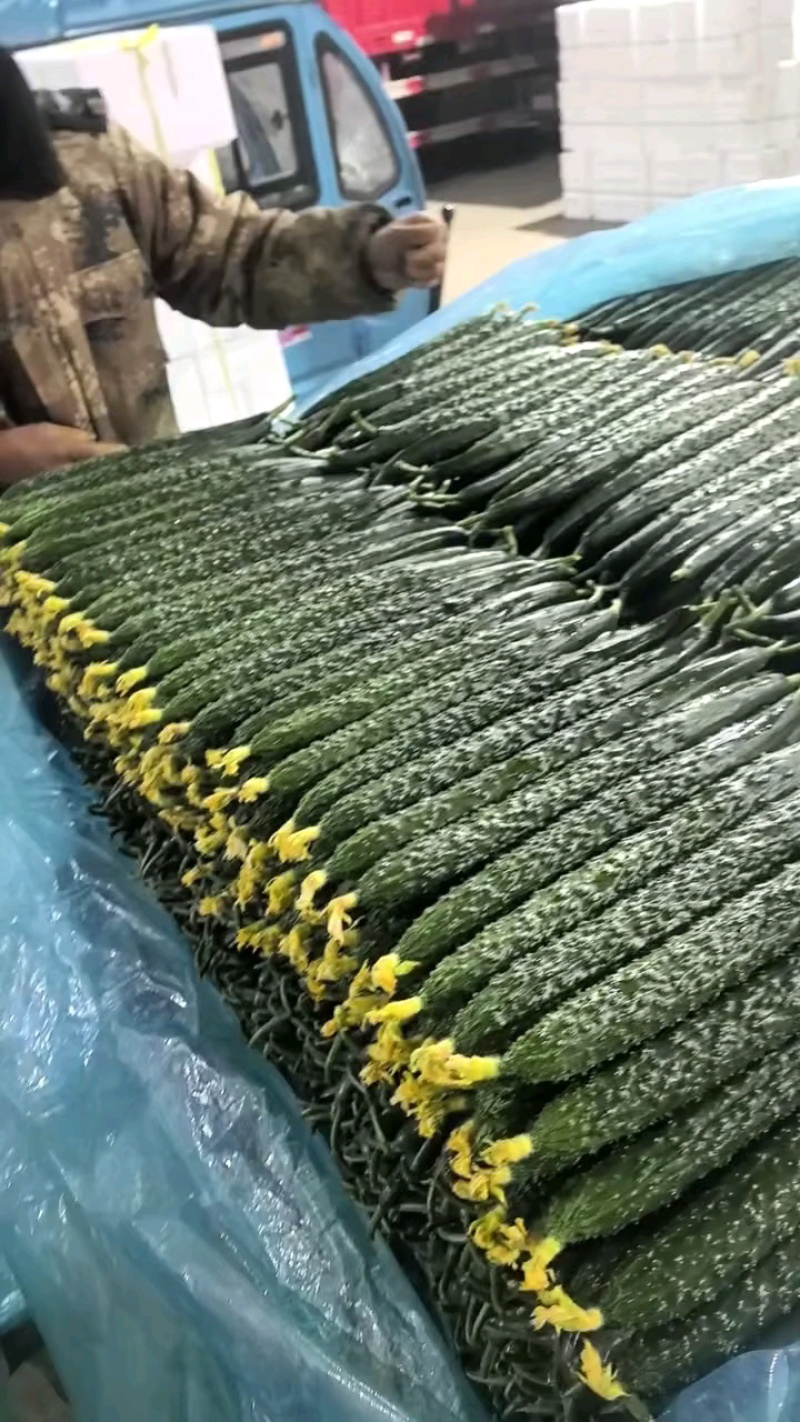 山东黄瓜精品油亮密刺黄瓜大量上市一手货源产地直发