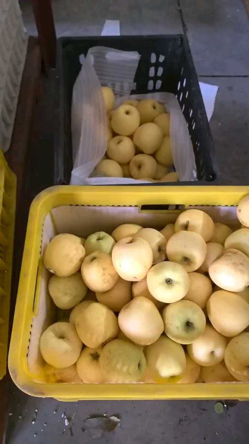 维纳斯苹果脆甜可口，价格优惠，品质保证，商超一件代发