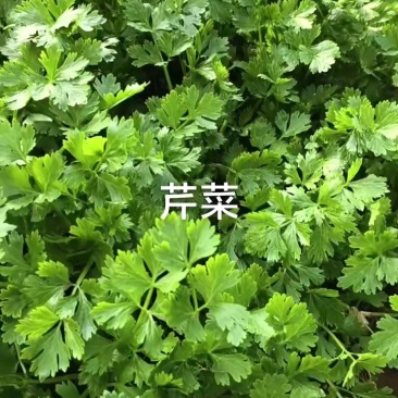 芹菜大个鲜嫩，价格低至六七毛！