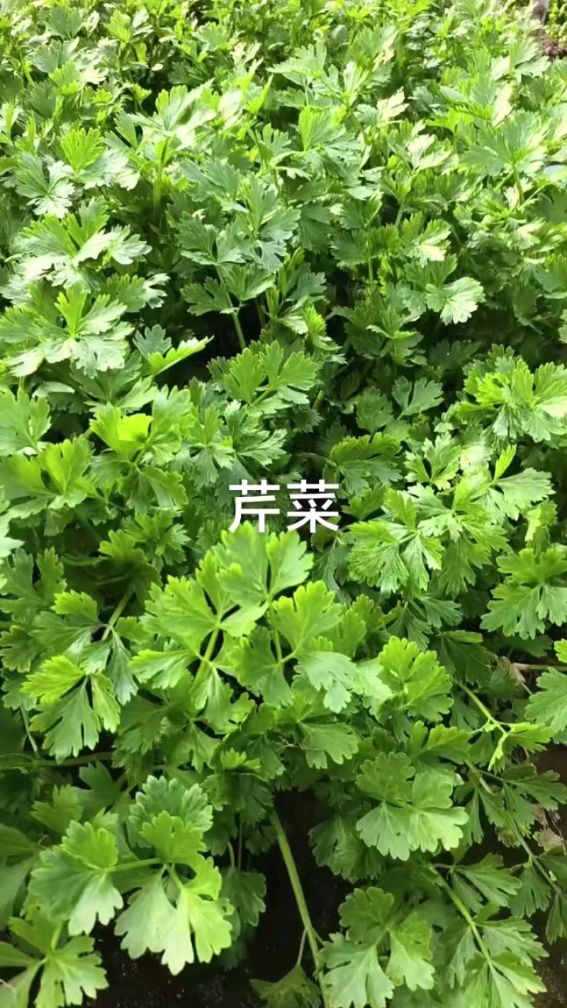 芹菜大个鲜嫩，价格低至六七毛！