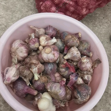 云南紫皮大蒜，价格有优势对接电商，市场，档口，团购社区
