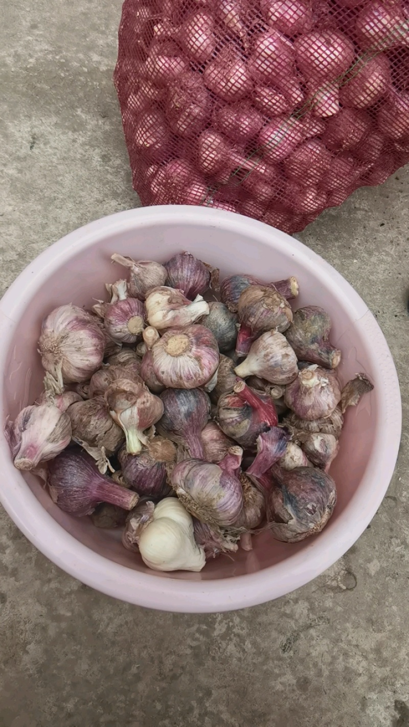 云南紫皮大蒜，价格有优势对接电商，市场，档口，团购社区