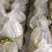 惠园橄榄（猪母榄）一级靓果