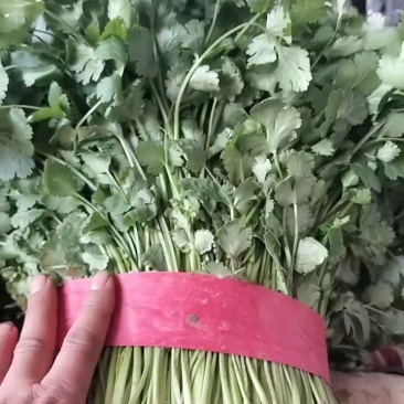 香菜小叶大叶铁杆香菜商超配货净菜加工代发全国市场
