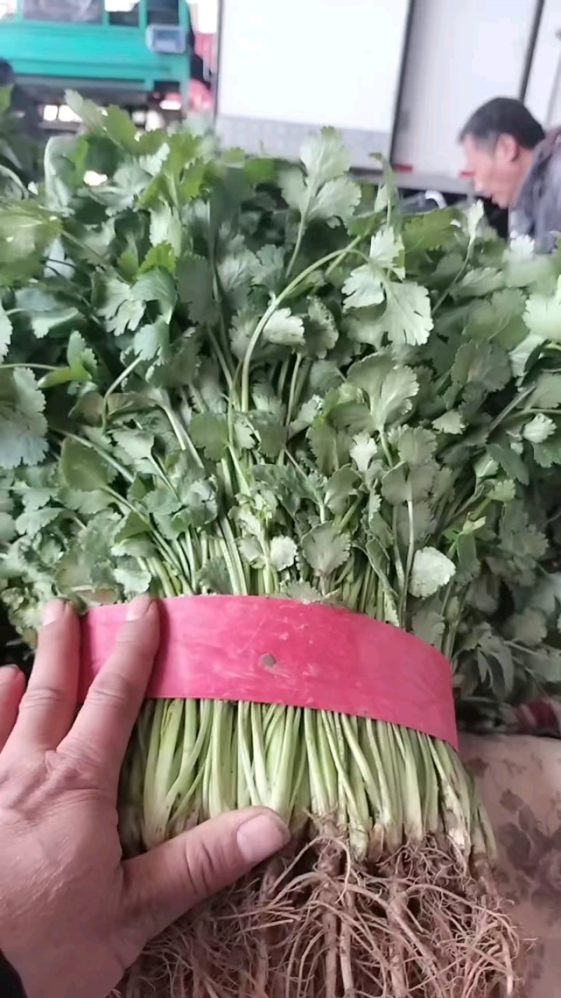 香菜小叶大叶铁杆香菜商超配货净菜加工代发全国市场