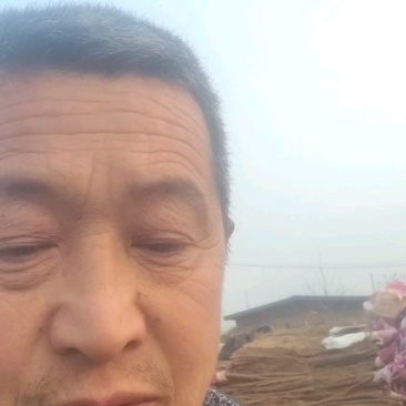 山东省莘县白玉山药大量有货