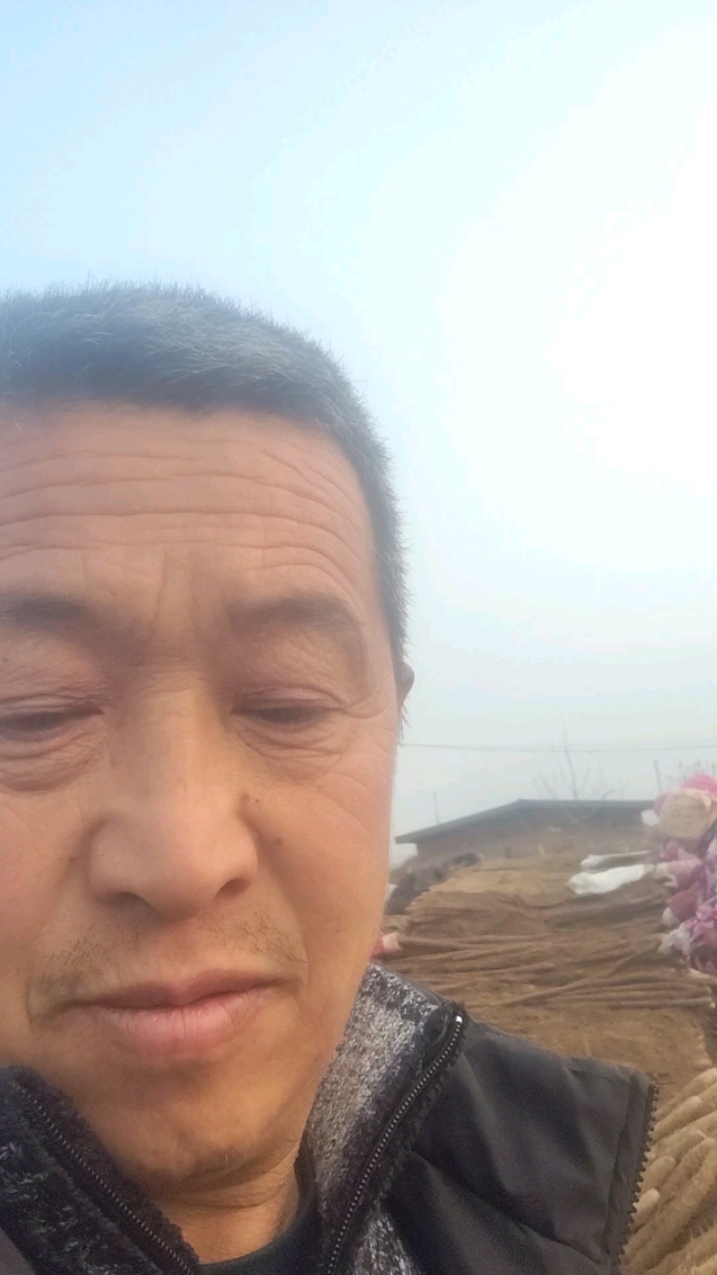 山东省莘县白玉山药大量有货