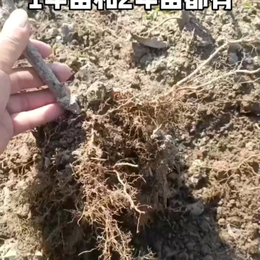 广东连平鹰嘴桃苗