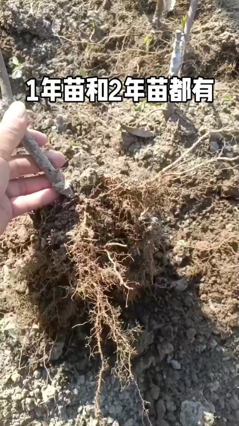 广东连平鹰嘴桃苗