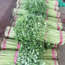 山东兰陵精品小香芹菜，大量有货，价格不高，保质保量，