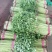 山东兰陵精品小香芹菜，大量有货，价格不高，保质保量，