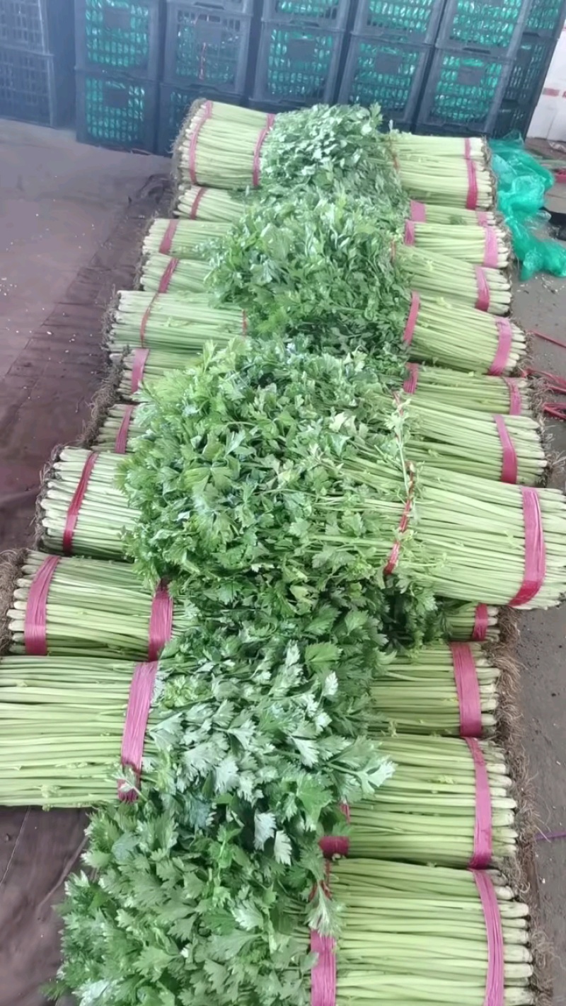 山东兰陵精品小香芹菜，大量有货，价格不高，保质保量，