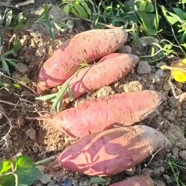 正宗板栗薯济薯26产地直供品质好支持挂车济26蜜薯