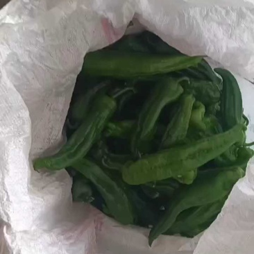 兰陵县301辣椒开始大量上市